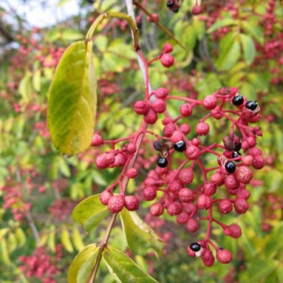 Zanthoxylum simulans